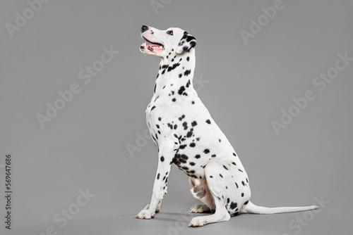 cute dalmatian dog sitting portrait on a grey background in the studio photo