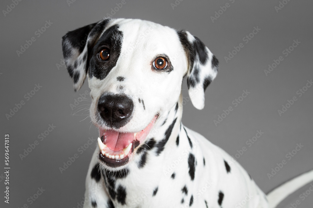 cute smiling dalmatian dog close up head portrait on a grey background in the studio cute smiling dalmatian dog close up head portrait on a grey background in the studio