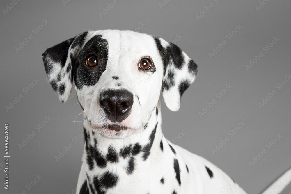 cute dalmatian dog close up head portrait on a grey background in the studio cute dalmatian dog close up head portrait on a grey background in the studio