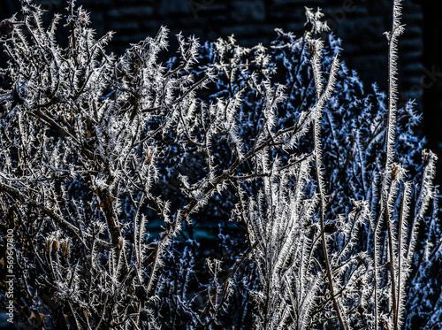 Winter frost on Rosebush with rose hips