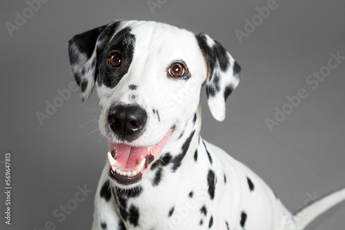 cute smiling dalmatian dog close up head portrait on a grey background in the studio