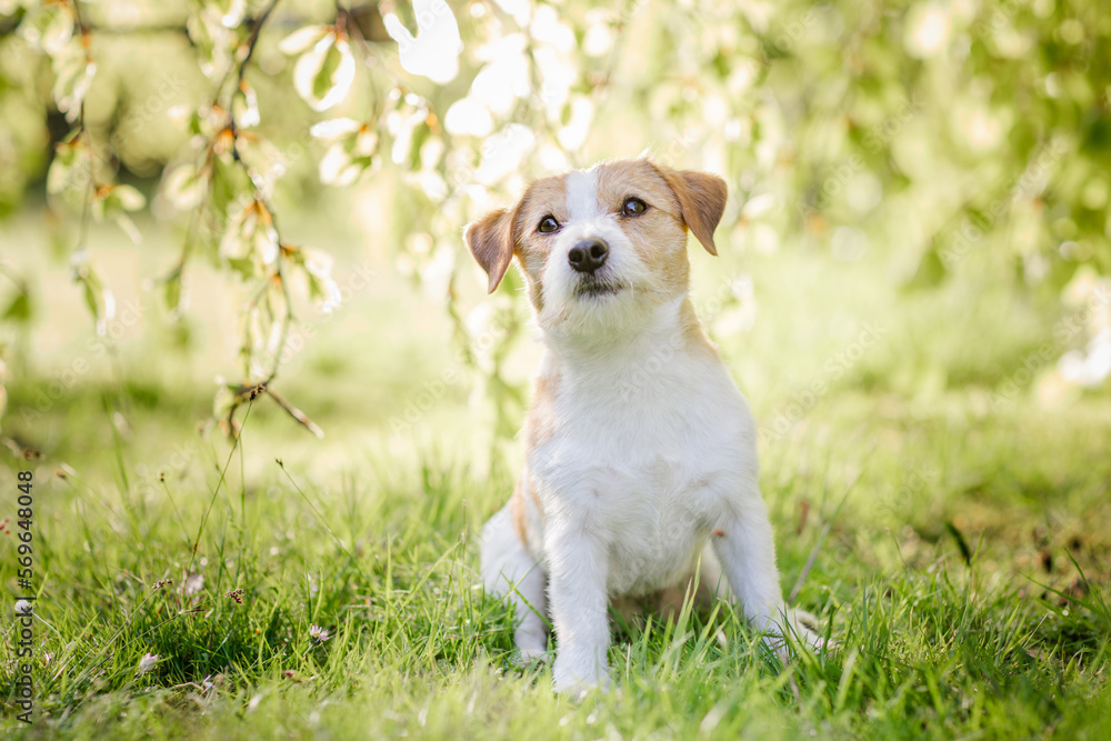 Hund im Park, Spaziergang im Sommer Hund im Park, Spaziergang im Sommer