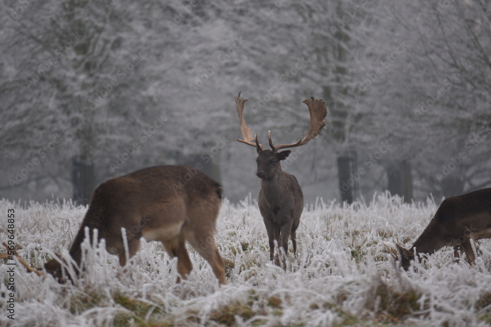 some fallow deer in a field covered in hoar frost