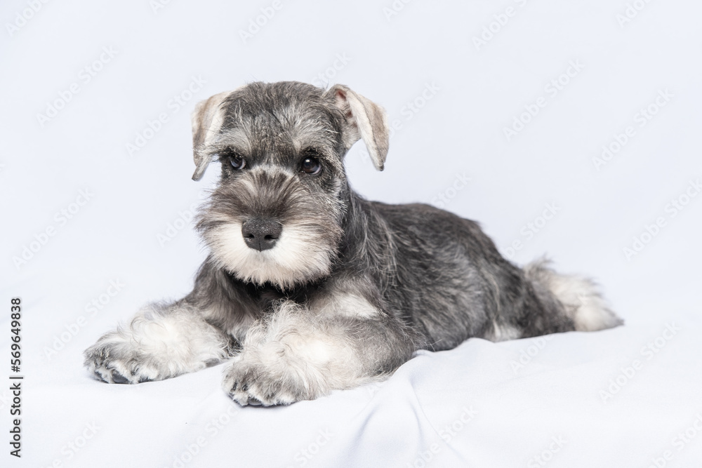 Miniature schnauzer white-gray lies on a light background, copy space. Little puppy training. Teaching dogs commands