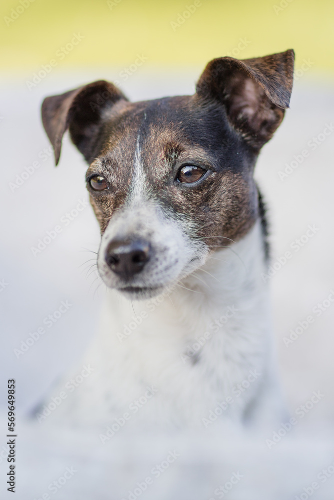 Hund, Terrier beim Spaziergang im Park im Sommer ohne Leine Hund, Terrier beim Spaziergang im Park im Sommer ohne Leine