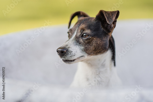 Portrait eines Hundes,  Terrier beim Spaziergang im Park im Sommer ohne Leine © Jana Weichelt