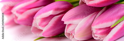 romantic and colorful tulip flowers