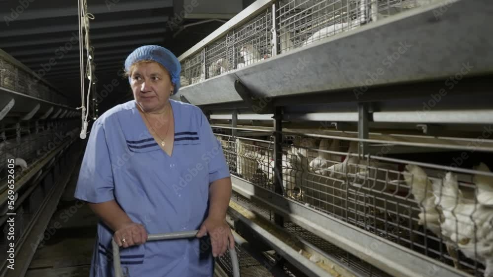 Farmer With Cart Walking Among Rows Of Battery Cages Checking Livestock. Farmer Inspects Animals Ensuring Their Wellbeing. Farming Chickens For Meat And Eggs. Agriculture. Husbandry Farmer With Cart Walking Among Rows Of Battery Cages Checking Livestock. Farmer Inspects Animals Ensuring Their Wellbeing. Farming Chickens For Meat And Eggs. Agriculture. Husbandry
