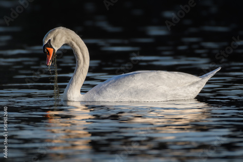 Mute Swan Feeding