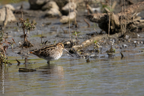 Fotografie, Obraz Wilson’s snipe wading in the shallow waters of a marsh.