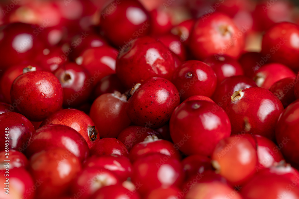 Red ripe cranberries harvested in swamps Red ripe cranberries harvested in swamps