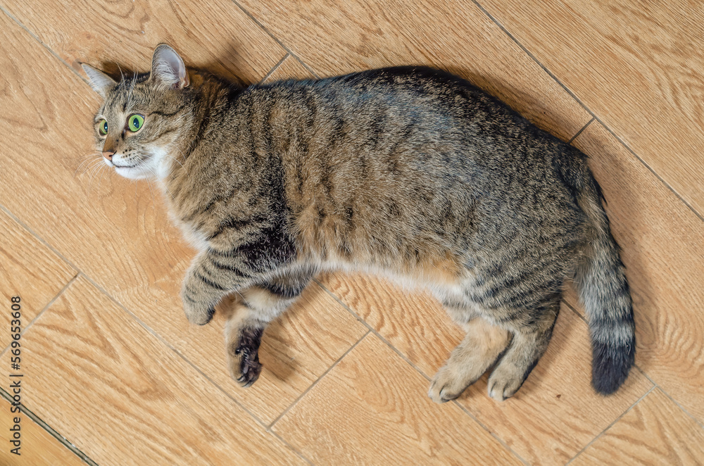 Striped domestic cat lies on the floor on the side Striped domestic cat lies on the floor on the side