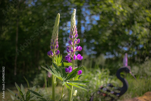 lupin flower in the garden photo