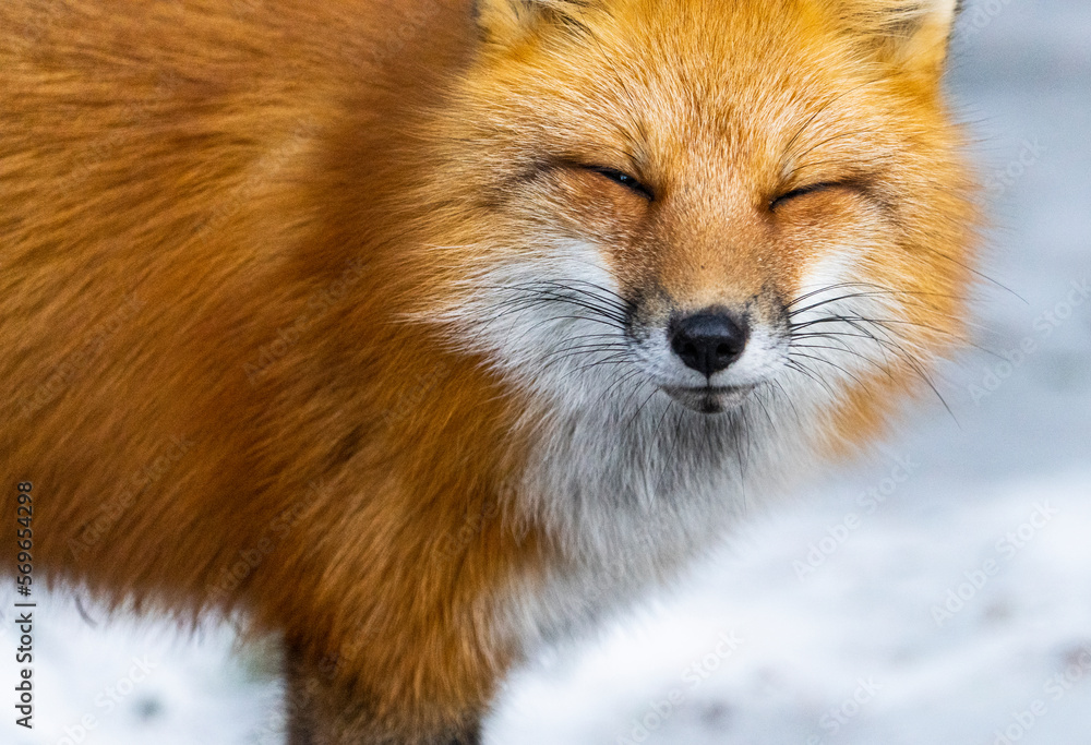 A red fox investigating our camp site in a national park. A red fox investigating our camp site in a national park.