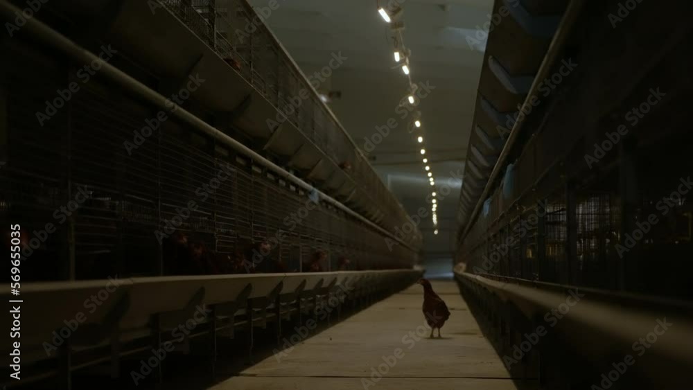Lone chicken bird standing inside the huge agricultural farming facility. Farming birds livestock for production of chicken meat. Raising lots of chicken birds inside the dim production farm. Lone chicken bird standing inside the huge agricultural farming facility. Farming birds livestock for production of chicken meat. Raising lots of chicken birds inside the dim production farm.