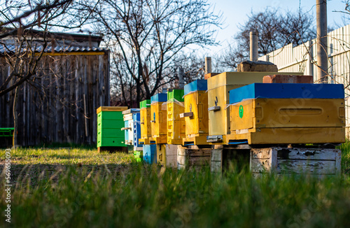 Colorful wooden and plastic hives against blue sky in summer. Apiary standing in yard on grass. Cold weather and bee sitting in hive. © Maryna