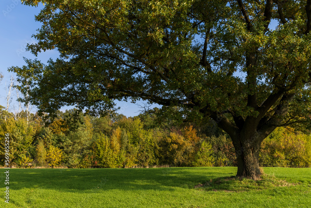 Fototapeta premium Changes in oak foliage in early autumn