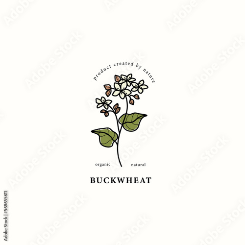 Line art buckwheat branch drawing