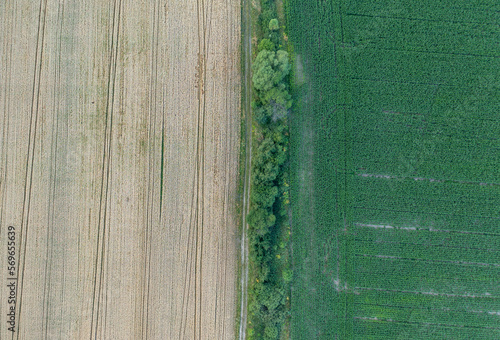 two fields of yellow and green are separated by a path. Photo from a drone from above.
