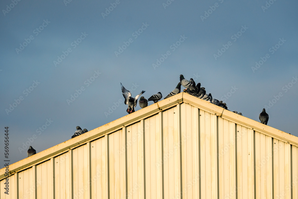 Common pigeons on top of the metal roof of an industrial warehouse. Telephoto photography Common pigeons on top of the metal roof of an industrial warehouse. Telephoto photography