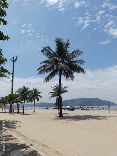 Coconut trees on the beach in Santos/SP, Brazil, natural beauty with a tropical touch. Beach 7 kilometers long, with calm sea and pleasant temperature most of the year.