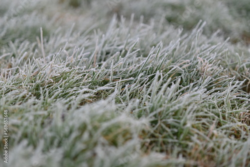 Frozen green grass as a close up © Luise123