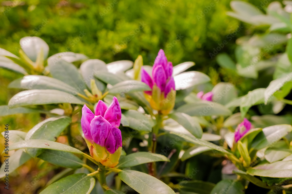 Bush of pink rhododendron with young unopened flower buds close-up in early spring. Pink rhododendron flower buds prepare to bloom in the springtime Bush of pink rhododendron with young unopened flower buds close-up in early spring. Pink rhododendron flower buds prepare to bloom in the springtime