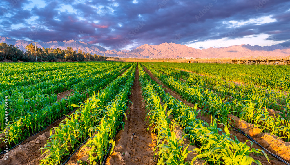 Panorama. Field with young plants of selected corn.  Image depicts advanced sustainable and GMO free agriculture industry in arid and desert areas of the Middle East

