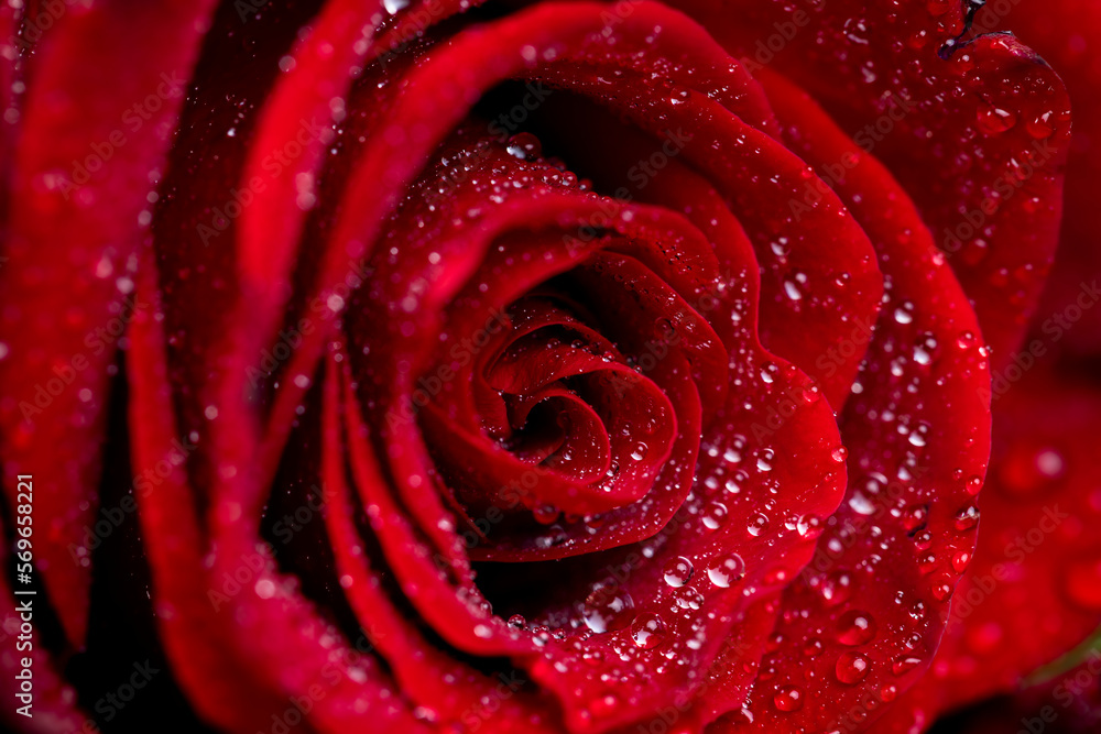 A red rose whose bud is completely covered with drops of water A red rose whose bud is completely covered with drops of water