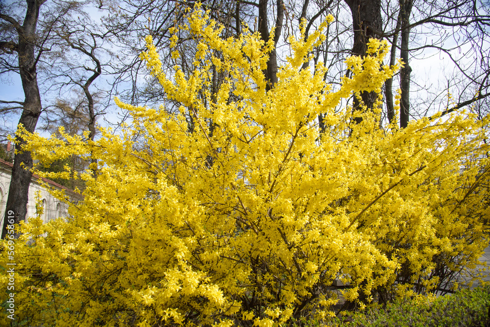 yellow forsythia bush during blossoming