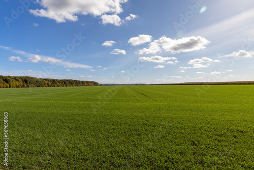 A farmer's field where wheat is grown to harvest grain