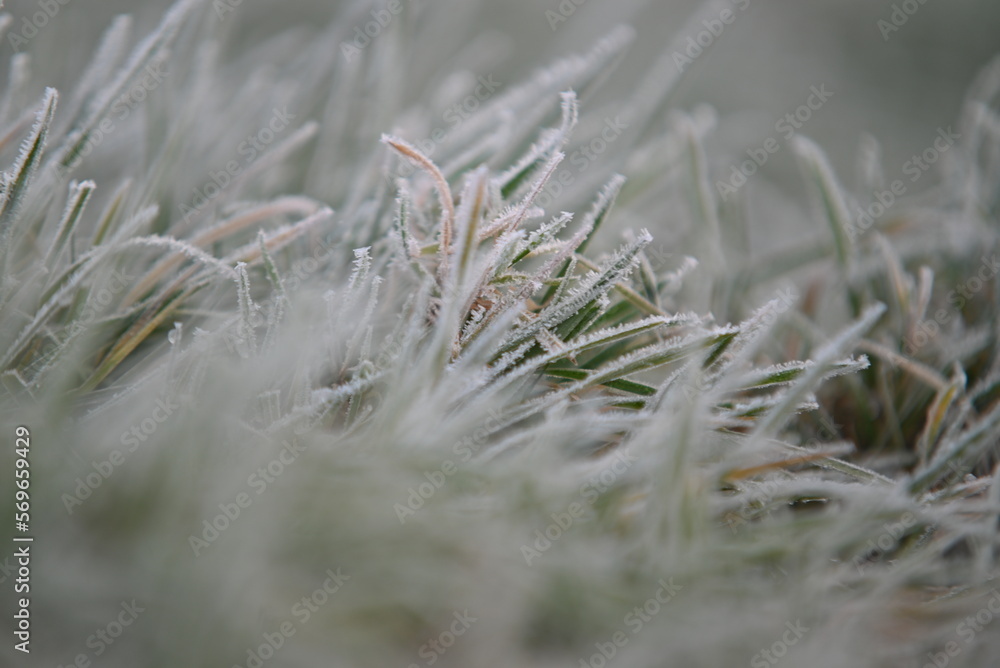 Frozen green grass as a close up Frozen green grass as a close up