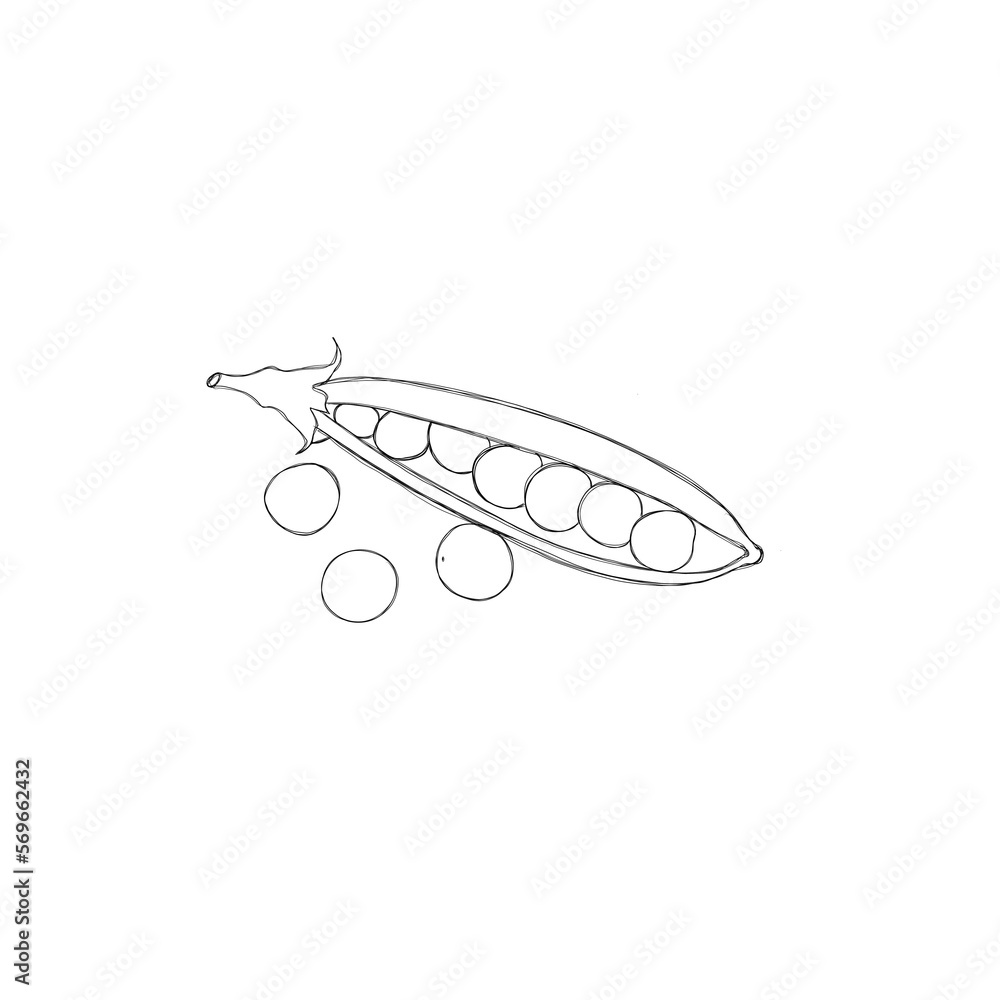 Fresh green pea pod with beans freehand illustration.. Horizontal design element with clipping path Fresh green pea pod with beans freehand illustration.. Horizontal design element with clipping path