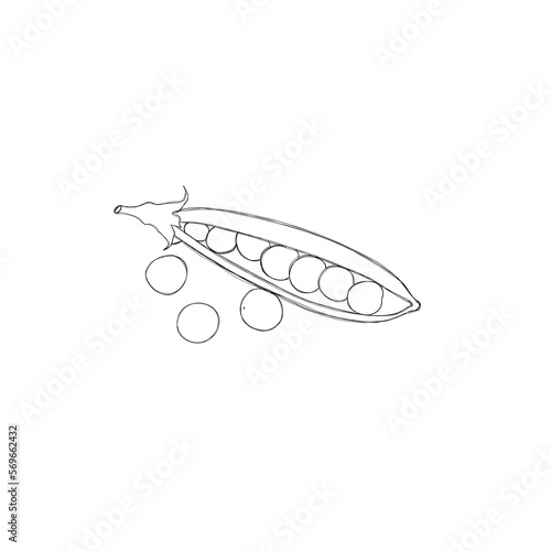 Fresh green pea pod with beans freehand illustration.. Horizontal design element with clipping path © littlemagic