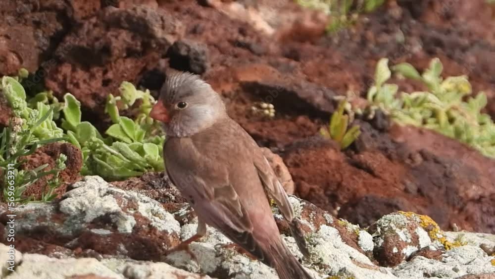 Trumpeter finch on rock in fuerteventura Trumpeter finch on rock in fuerteventura