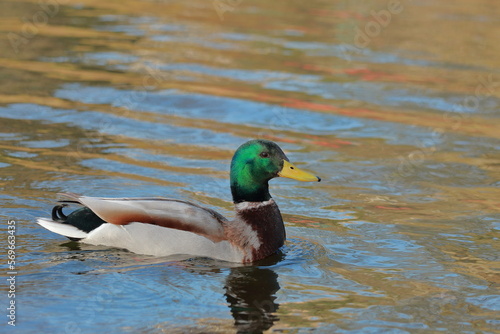 Swimming duck, male