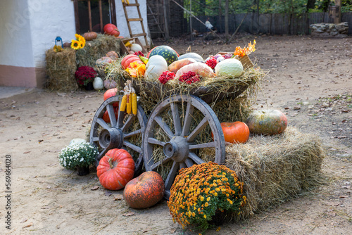farmer's backyard, autumn day, harvested crops harvest time, food basket.