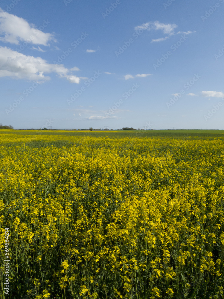 Yellow rapeseed canola field in rural landscape in Skåne (Scania) Sweden during bright spring day