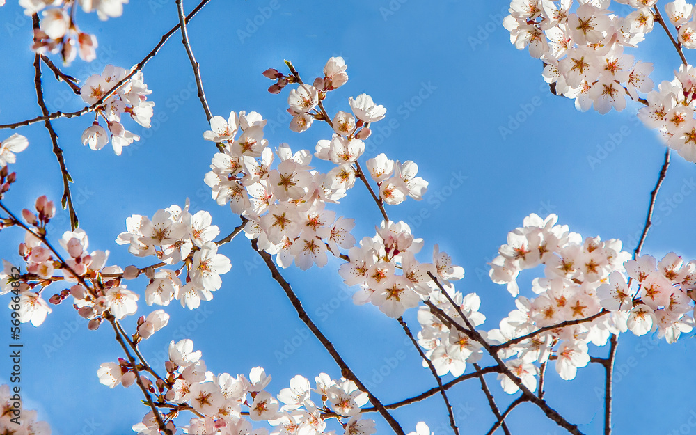The amazing cherry blossom of somei yoshino cherry tree (major cherry cultivar)