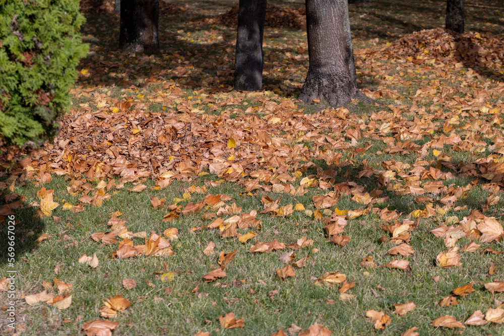 heaps with fallen leaves of trees in the autumn season heaps with fallen leaves of trees in the autumn season