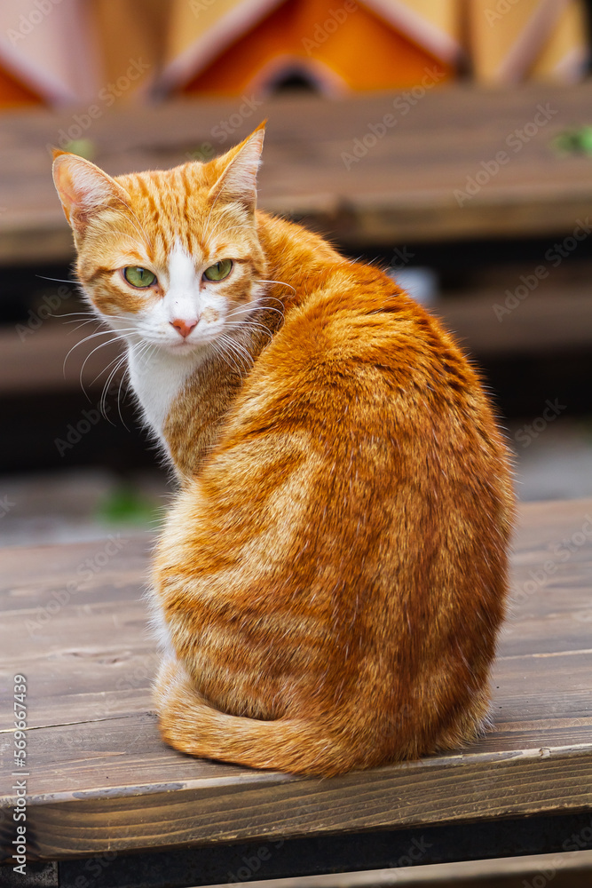 Portrait of a cute  tricolor cat  on the street