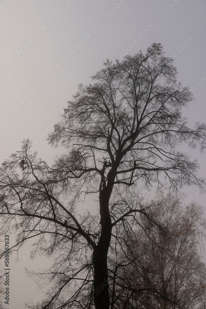 Trees in the park at the end of autumn in cloudy dreary weather