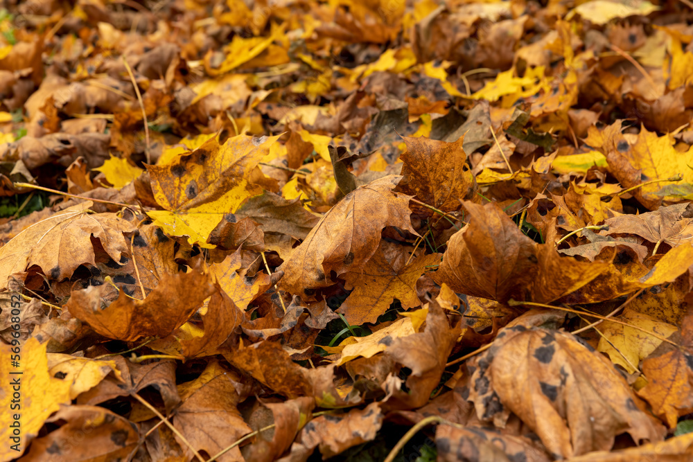 Orange maple foliage on the ground during leaf fall Orange maple foliage on the ground during leaf fall