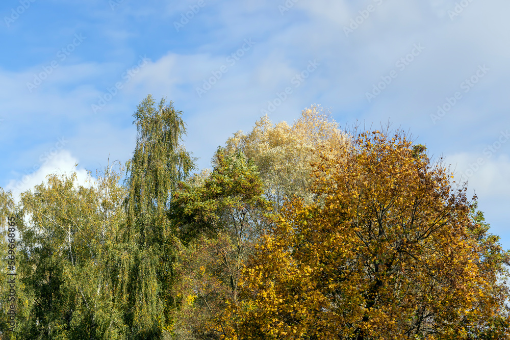 Yellowing and falling foliage of deciduous trees in autumn