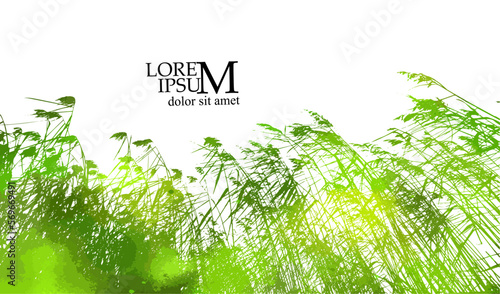 real green grass silhouette. Reeds silhouette tracing. Vector illustration