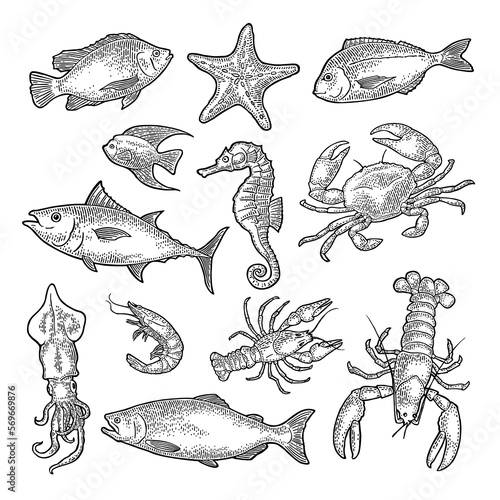 Set sea animal. Lobster, cuttlefish, crab, shrimp, fish tilapia, dorado, tuna, salmon. Vector engraving