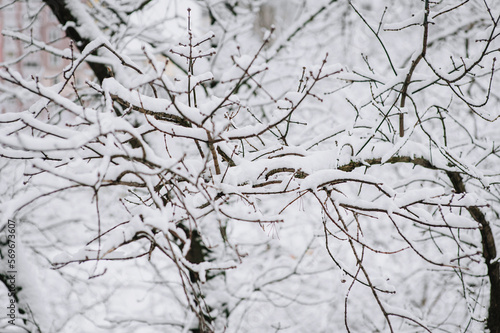 Tree with white snow on a branch close-up. Photography, winter nature.