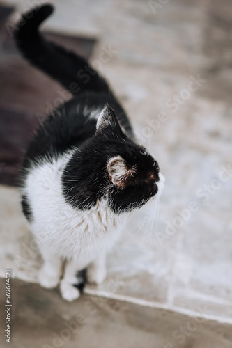 A beautiful black and white young fluffy stray cat walks along the street, outdoors in nature. Animal photography, portrait.