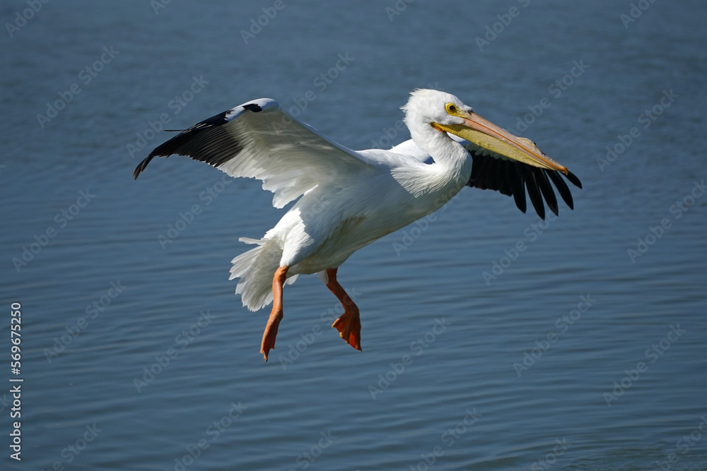 American White Pelican Landing American White Pelican Landing