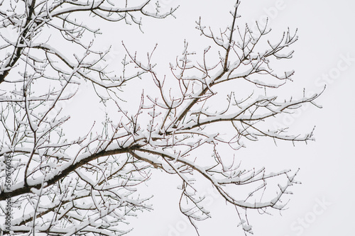 Wallpaper Mural Tree with white snow on a branch close-up. Photography, winter nature. Torontodigital.ca